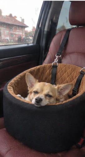 Jessica M.'s dog riding in the CozyCopilot seat