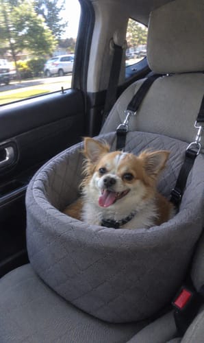 Daniel K.'s dog riding in the CozyCopilot seat